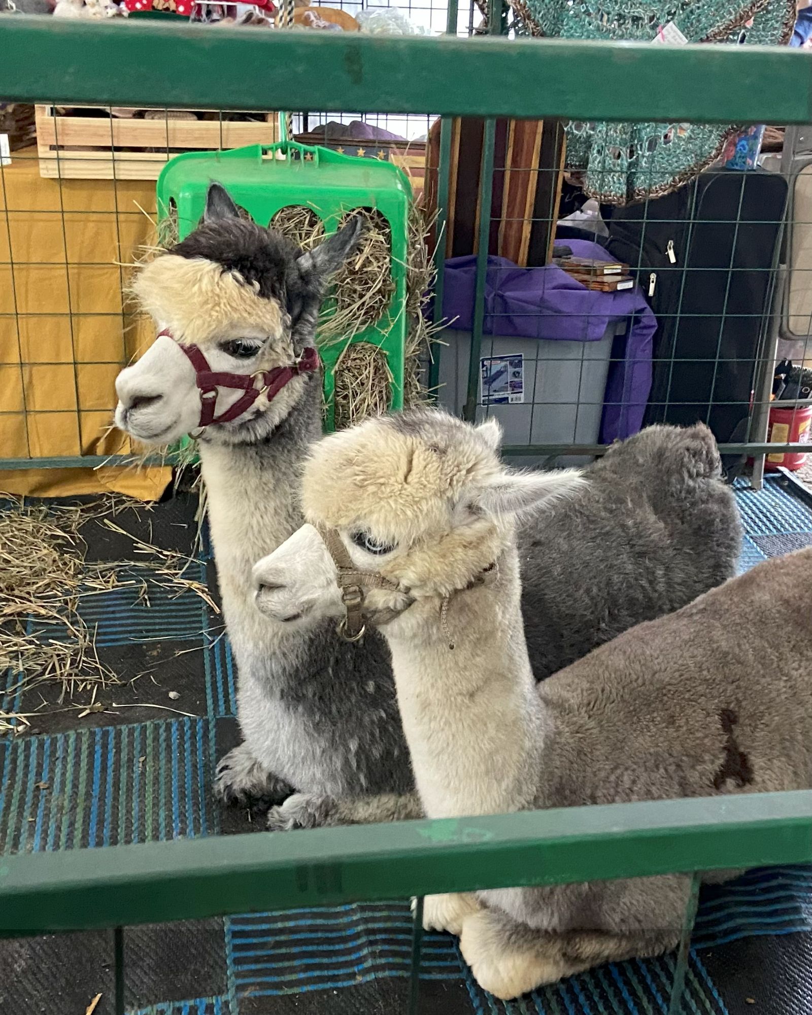 two alpacas sitting in a pen